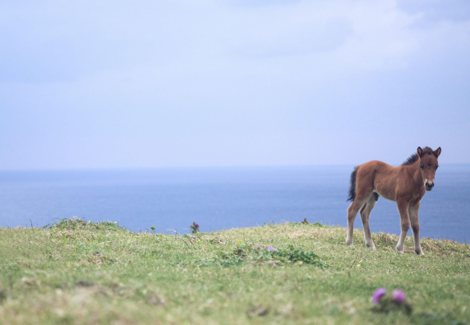 与那国島の草原に立つ茶色い子馬と海のぼかし背景