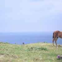 与那国島の草原でのびのび生きる子馬の風景の写真