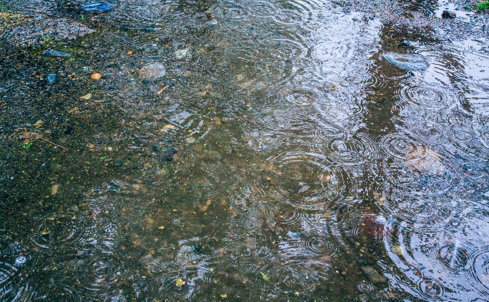 梅雨の時期に水溜りに降る雨粒で波紋が広がる