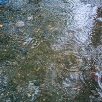 梅雨の水溜りに広がる波紋、雨粒が落ちて作る円形の水面波動の写真
