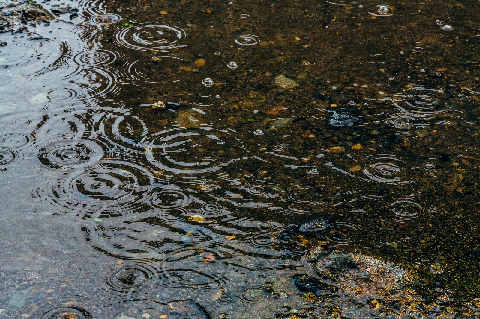 雨が降る中、水たまりに映る波紋が広がっている様子