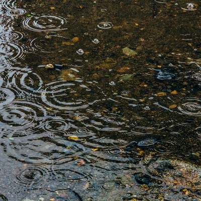 雨の日の水たまりに映る波紋の写真