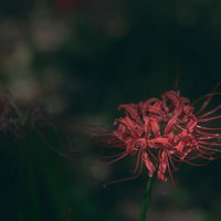 枯れそうな彼岸花の赤い花弁が萎れた秋の風情の写真