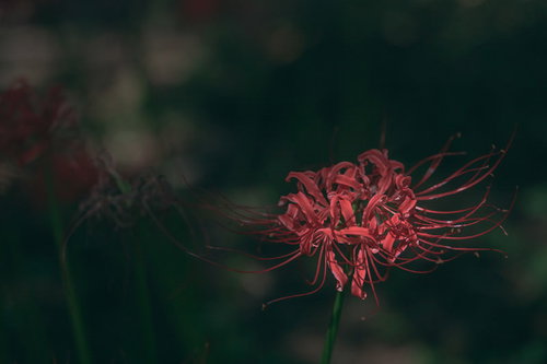 枯れそうな彼岸花の赤い花弁が萎れた秋の風情