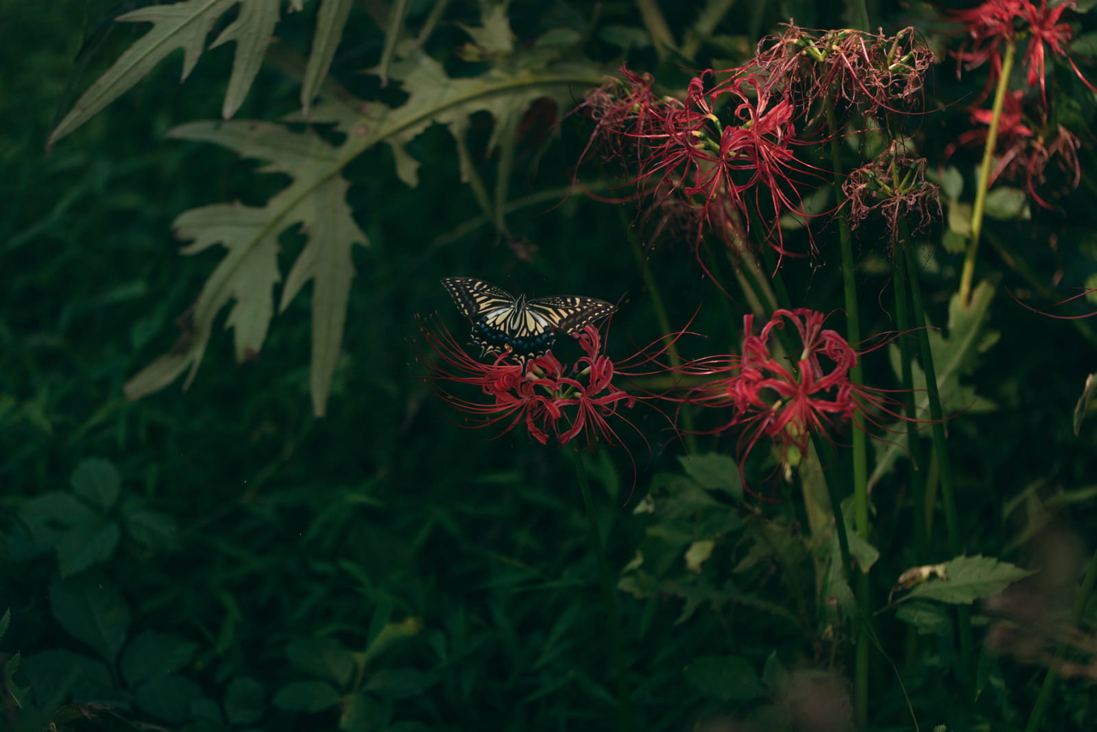枯れた赤い彼岸花の花に止まって蜜を吸う黒いアゲハチョウ