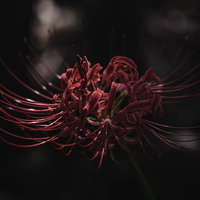 暗闇に浮かぶ赤い曼珠沙華の花被に光が当たるの写真