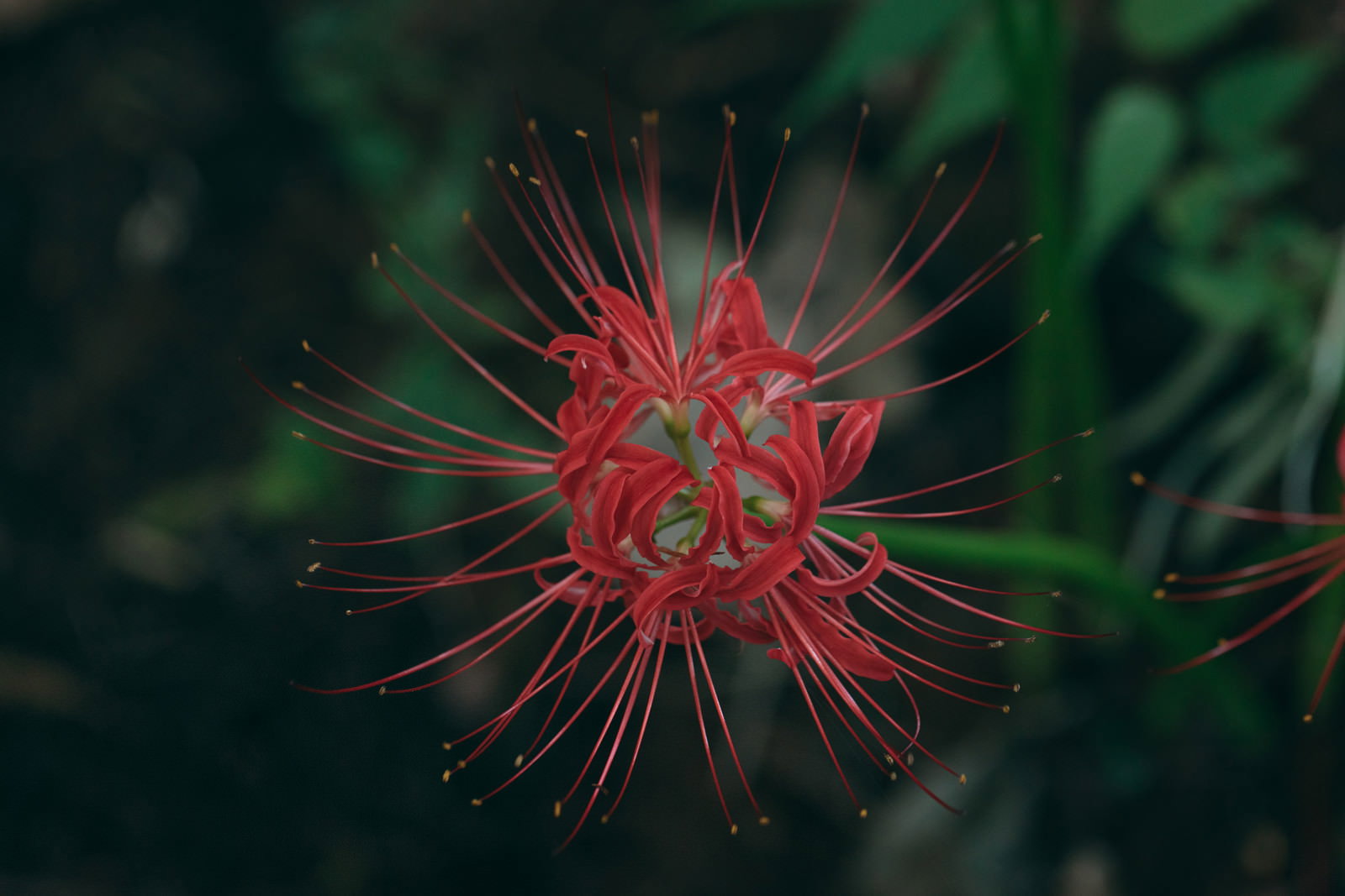 赤い彼岸花の花をクローズアップで撮影した写真