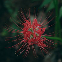 彼岸花を上から覗く赤い花のクローズアップの写真