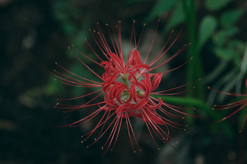 彼岸花を上から覗く赤い花のクローズアップ