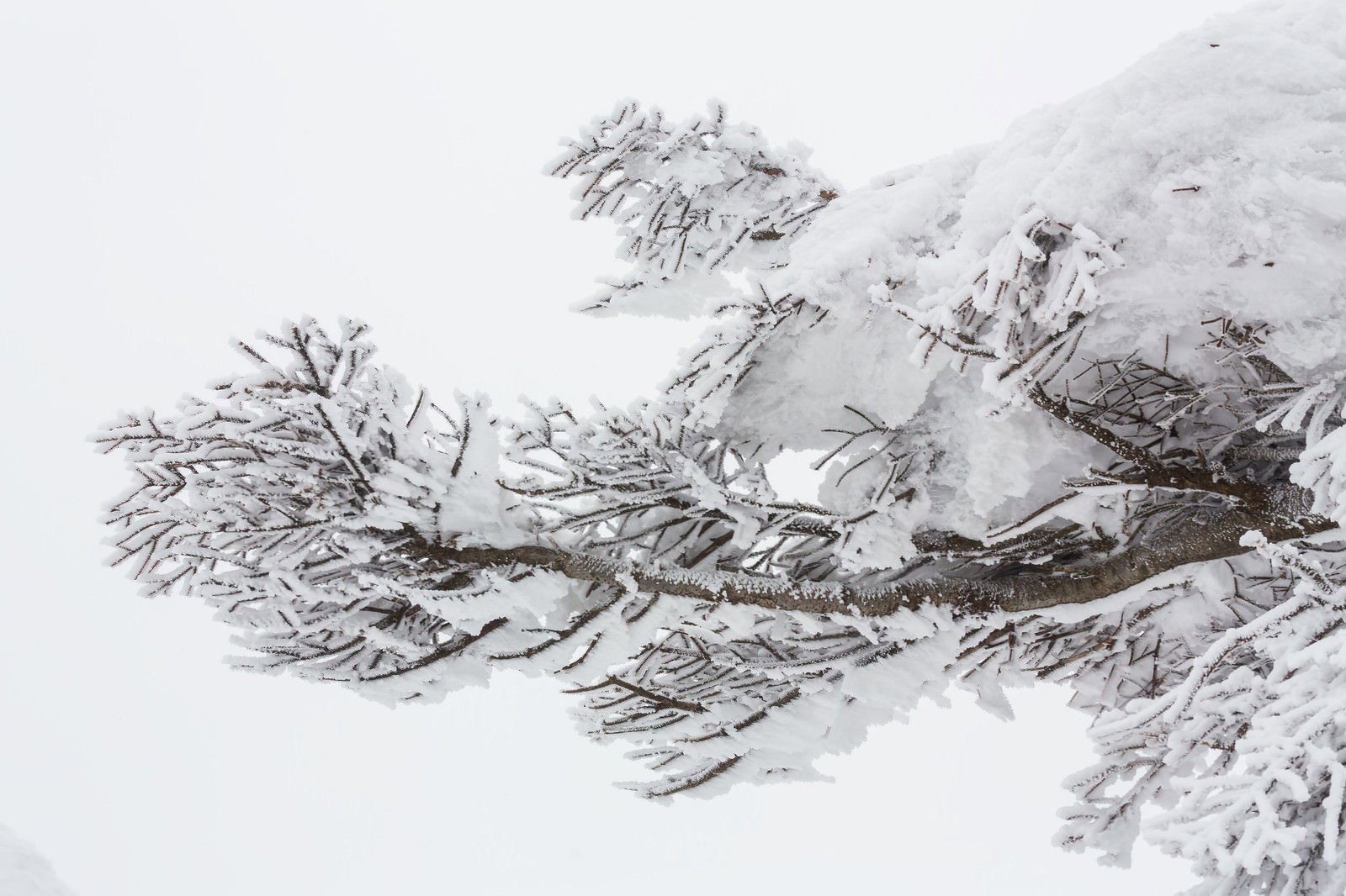 蔵王の樹氷に積もった雪と氷に覆われた山の斜面