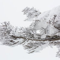 雪に覆われた蔵王の樹氷群の写真