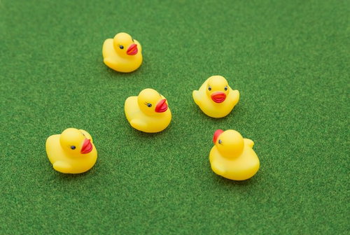 芝の上で相談するあひるちゃん