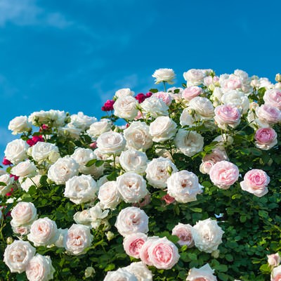 ピンクのつるバラが丸いドーム型に仕立てられたガーデン風景の写真