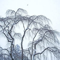 冬の降雪の中で雪に覆われた枝垂れ木の写真