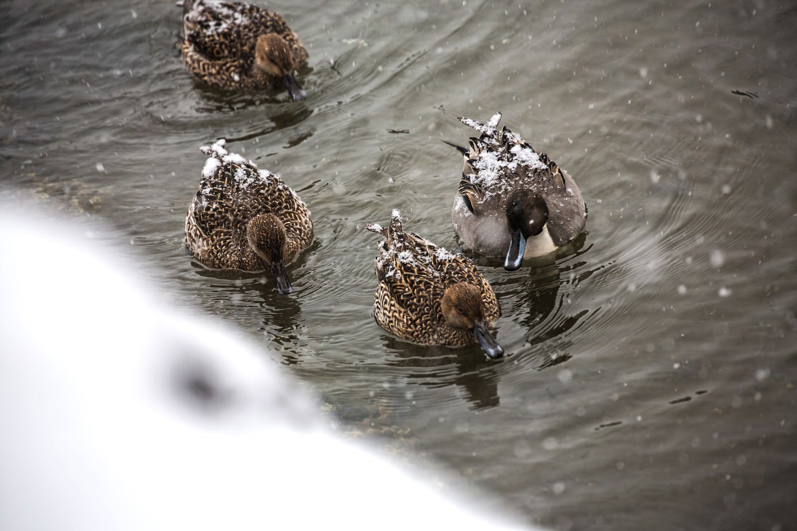雪が積もった複数のカルガモが水面に浮かんでいる冬の風景