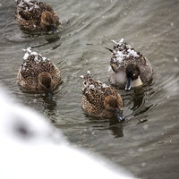 背中に雪が積もったカルガモ4羽の写真