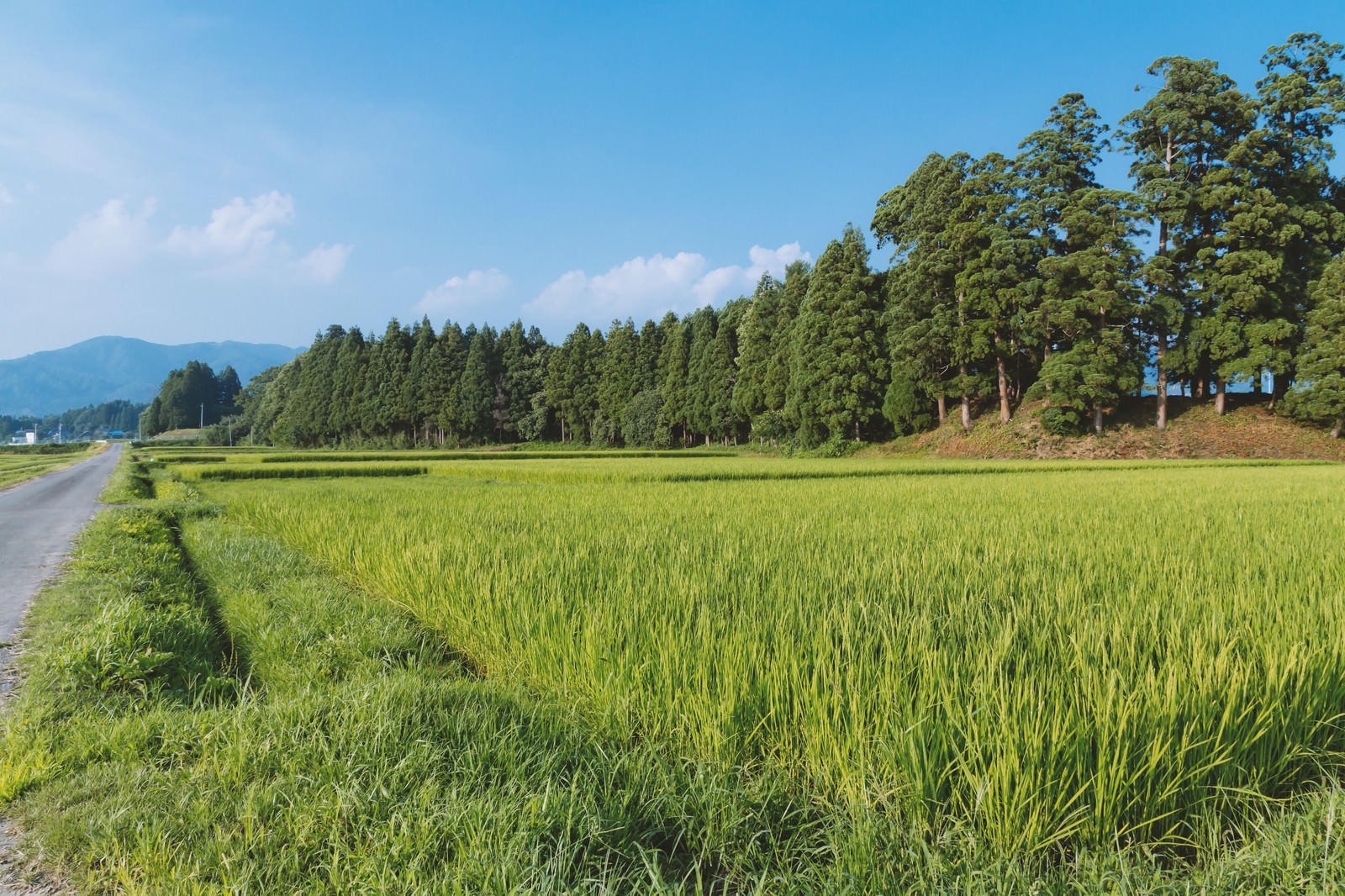 杉林を背景に緑の稲が育つ田舎の田畑と畦道