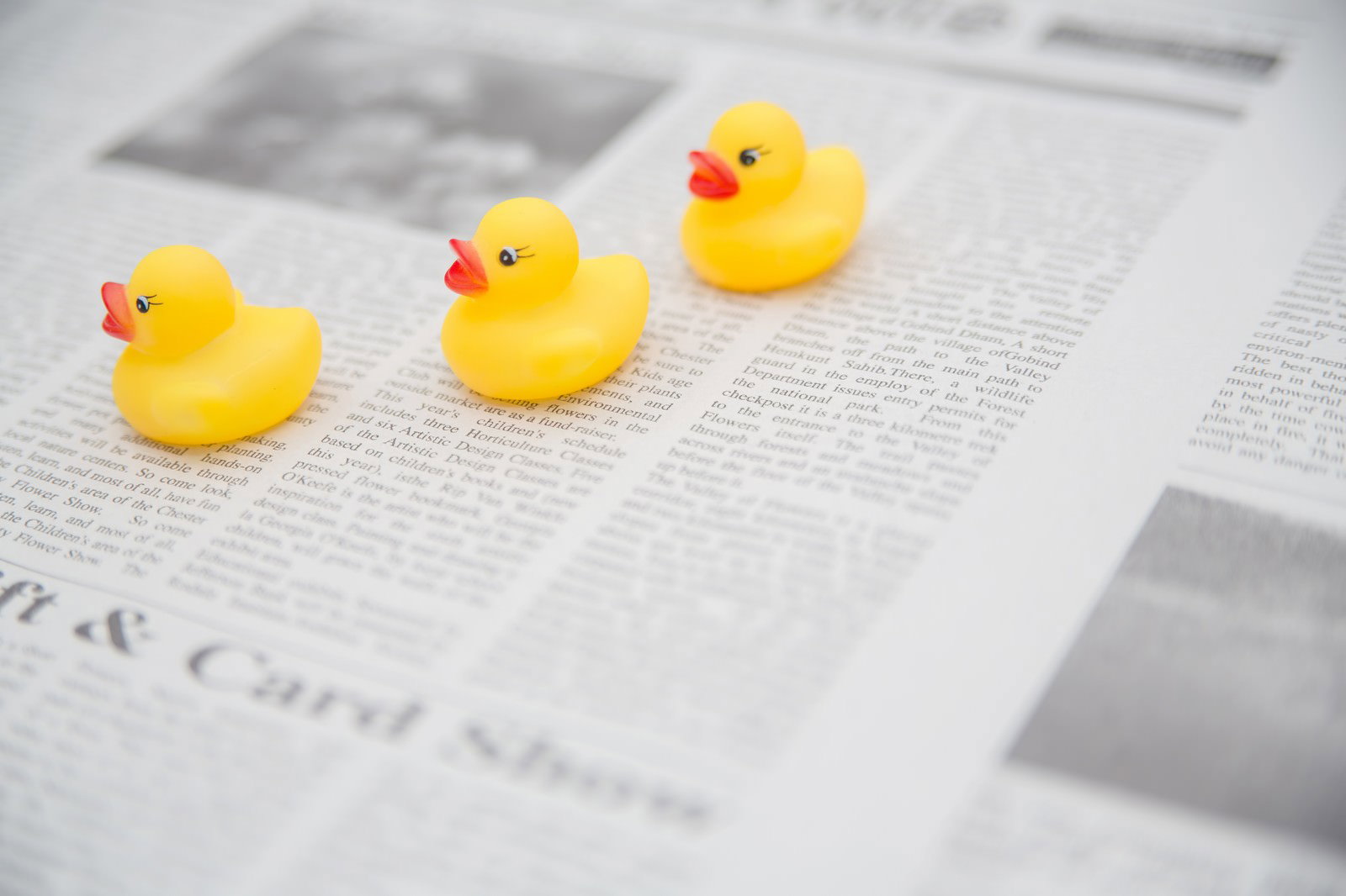 英字新聞の上に一列に並ぶ3つのアヒルのおもちゃ