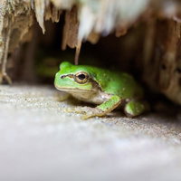 灰色の地面に座る木陰のアマガエルの写真