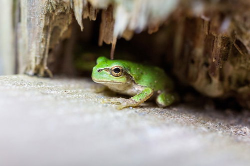 灰色の地面に座る木陰のアマガエル