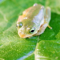 葉っぱの上で丸くうずくまるアマガエルの写真