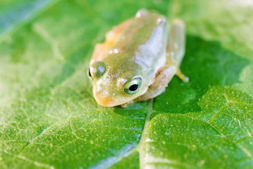葉っぱの上で丸くうずくまるアマガエル