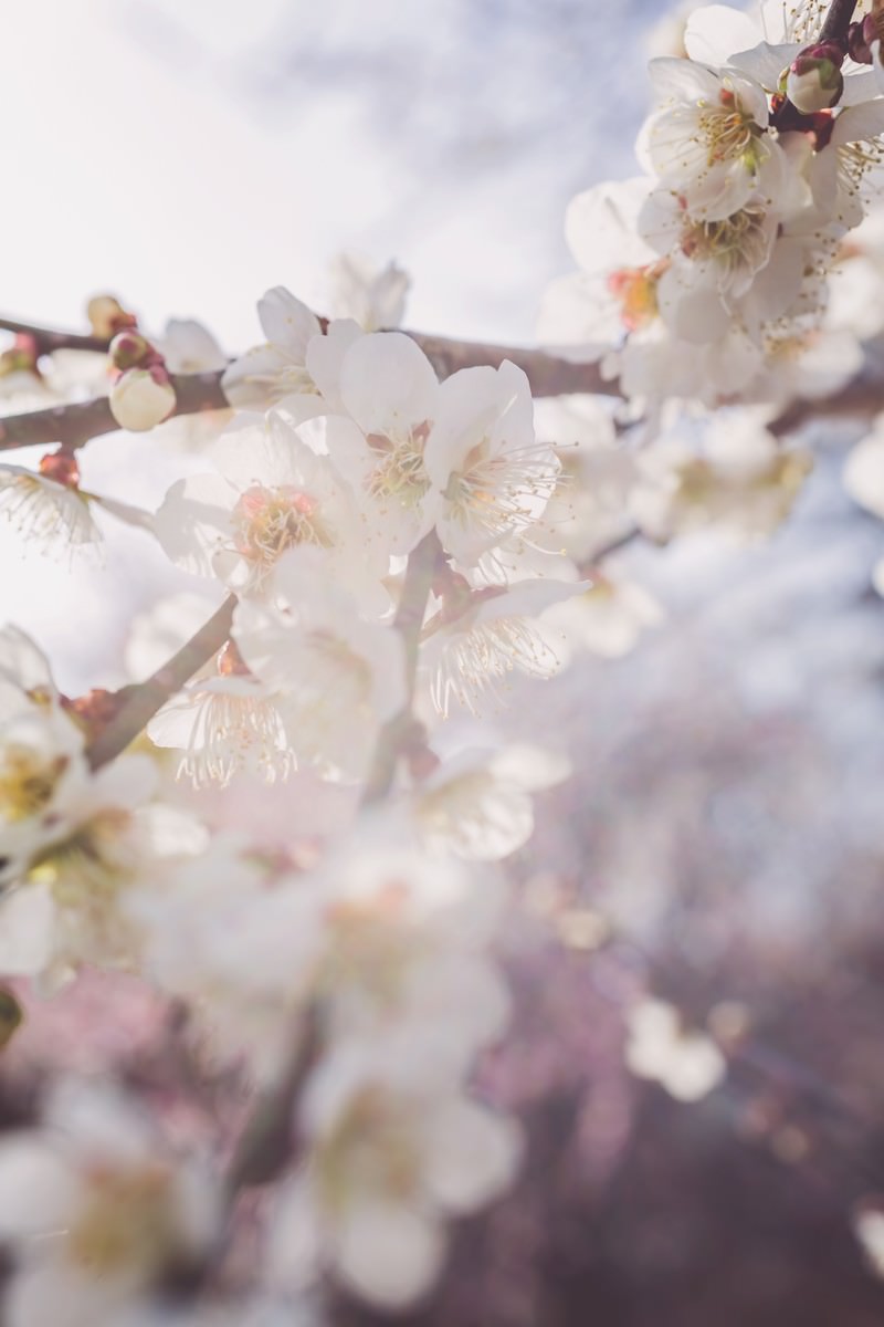 枝に咲く白い梅の花とつぼみ