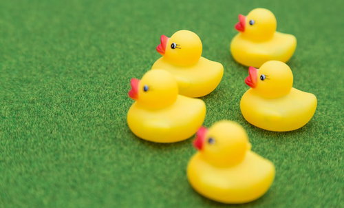 人工芝の上で陣形を組むあひるちゃん