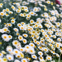 白い花びらが密集して咲くノースポールの小さな花の群れの写真