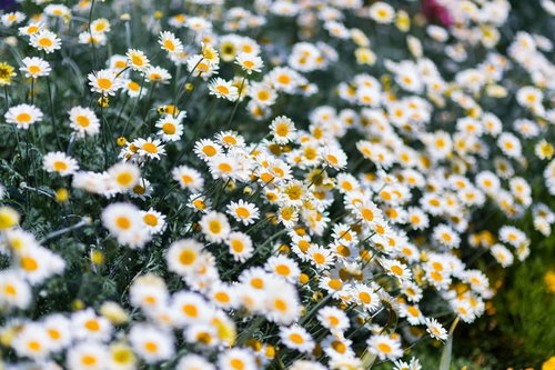 白い花びらが密集して咲くノースポールの小さな花の群れ