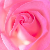 バラの渦巻く部分のクローズアップの写真