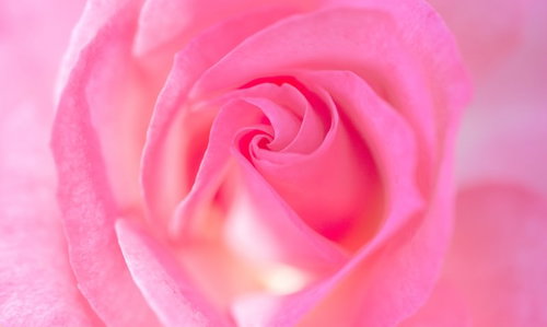 バラの渦巻く部分のクローズアップ