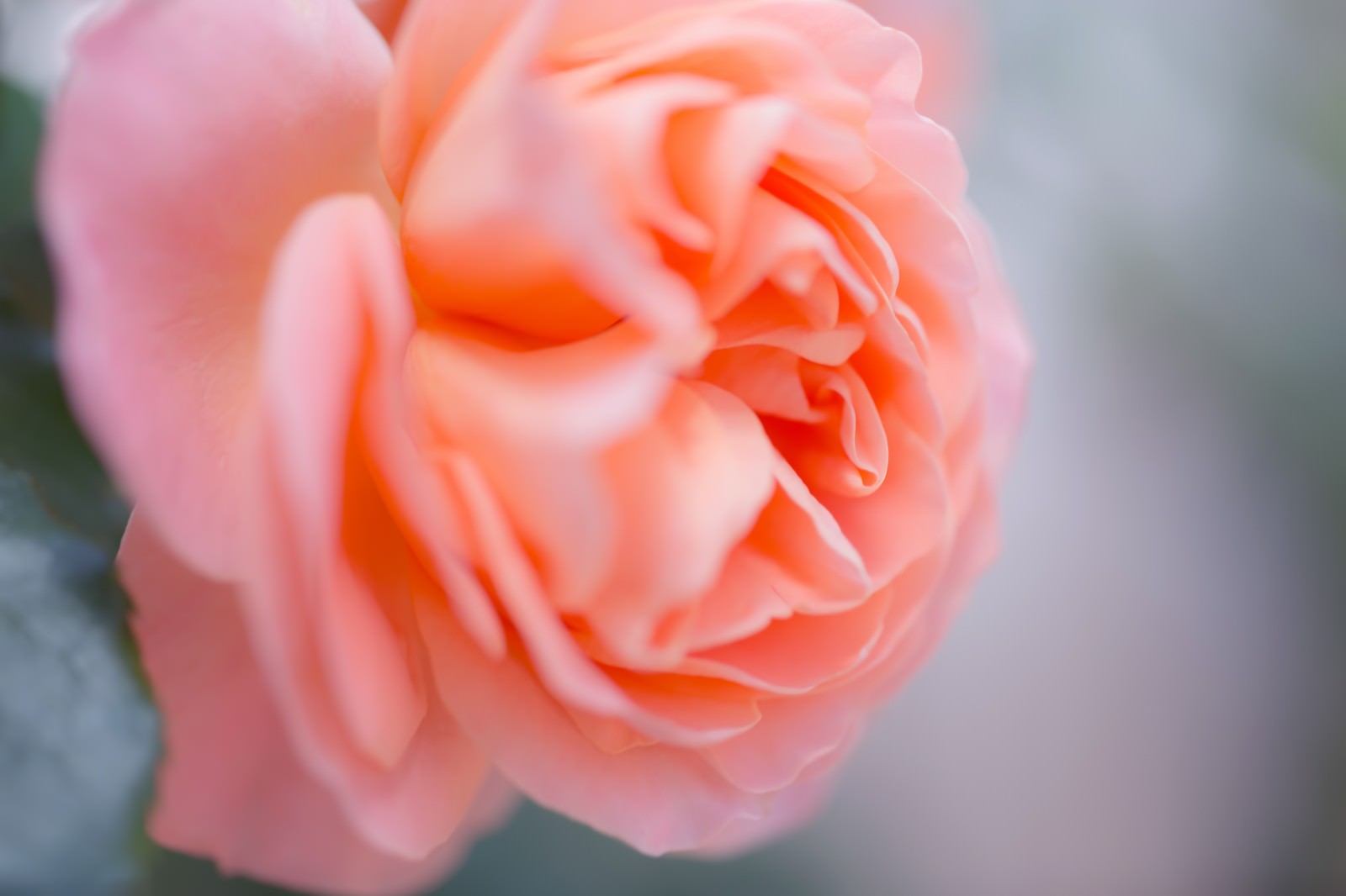 淡い色合いの薄ピンクの薔薇