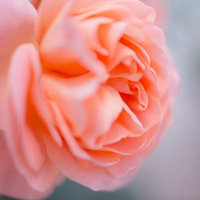 淡く柔らかい色合いの薄いピンクの薔薇の花びらの写真