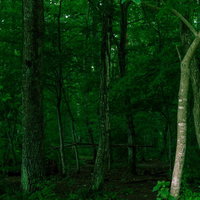 光が届かない暗く深い森の中の不気味な風景の写真