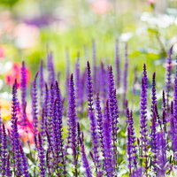 紫色の穂状に咲く小さな花が集まるカラドナの花の写真