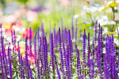 紫色の穂状に咲く小さな花が集まるカラドナの花