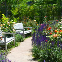 緑の木々と芝生に囲まれた静かな公園の木製ベンチの写真