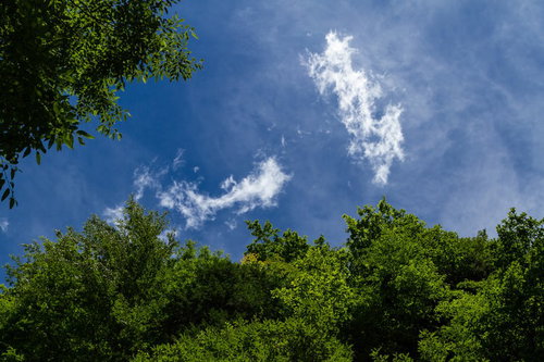 森の木々の隙間から見上げた丸く切り取られた青空