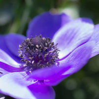 紫色の花びらの中に黒い花芯が見えるアネモネの花の写真