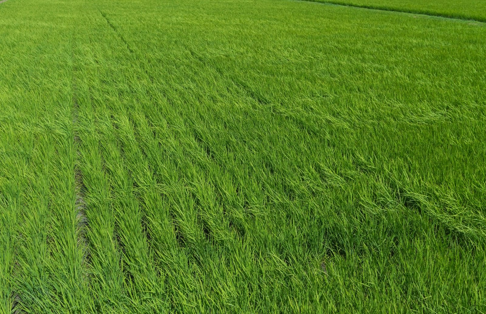 風になびく緑の稲穂の田んぼ