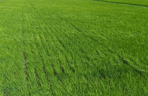 風を受けて一斉になびく緑の稲穂が広がる田んぼの風景