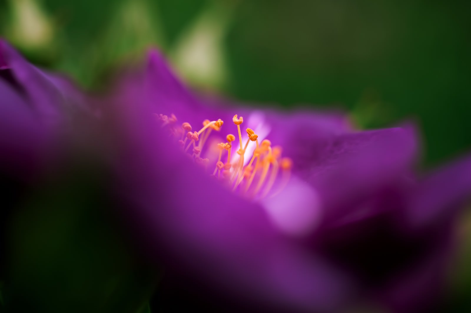 紫色の花びらに集まるオレンジの雄しべ