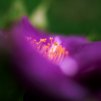 紫色の花びらに集まる雄しべの写真