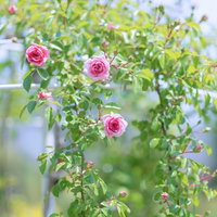 つぼみが開き始めて花びらがほどける咲き始めの薔薇の写真
