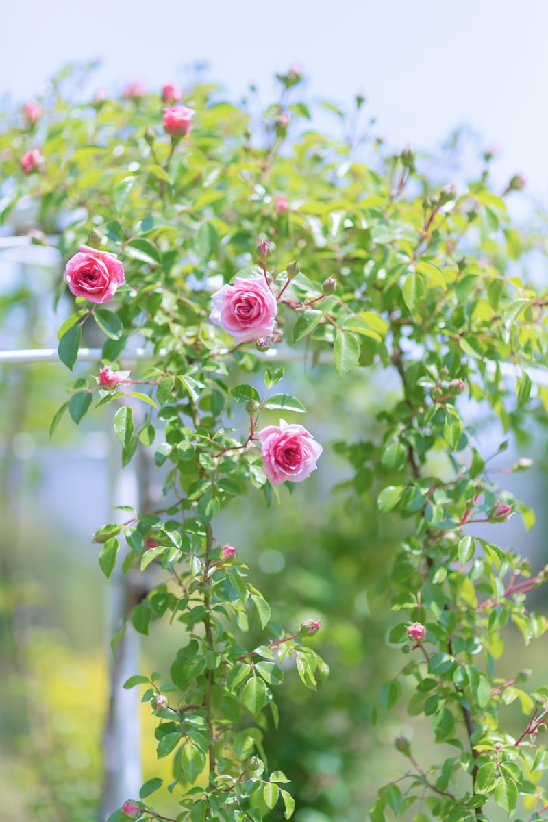 つぼみが開く咲き始めの薔薇
