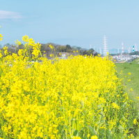 河川沿いに広がる菜の花畑と青空の写真