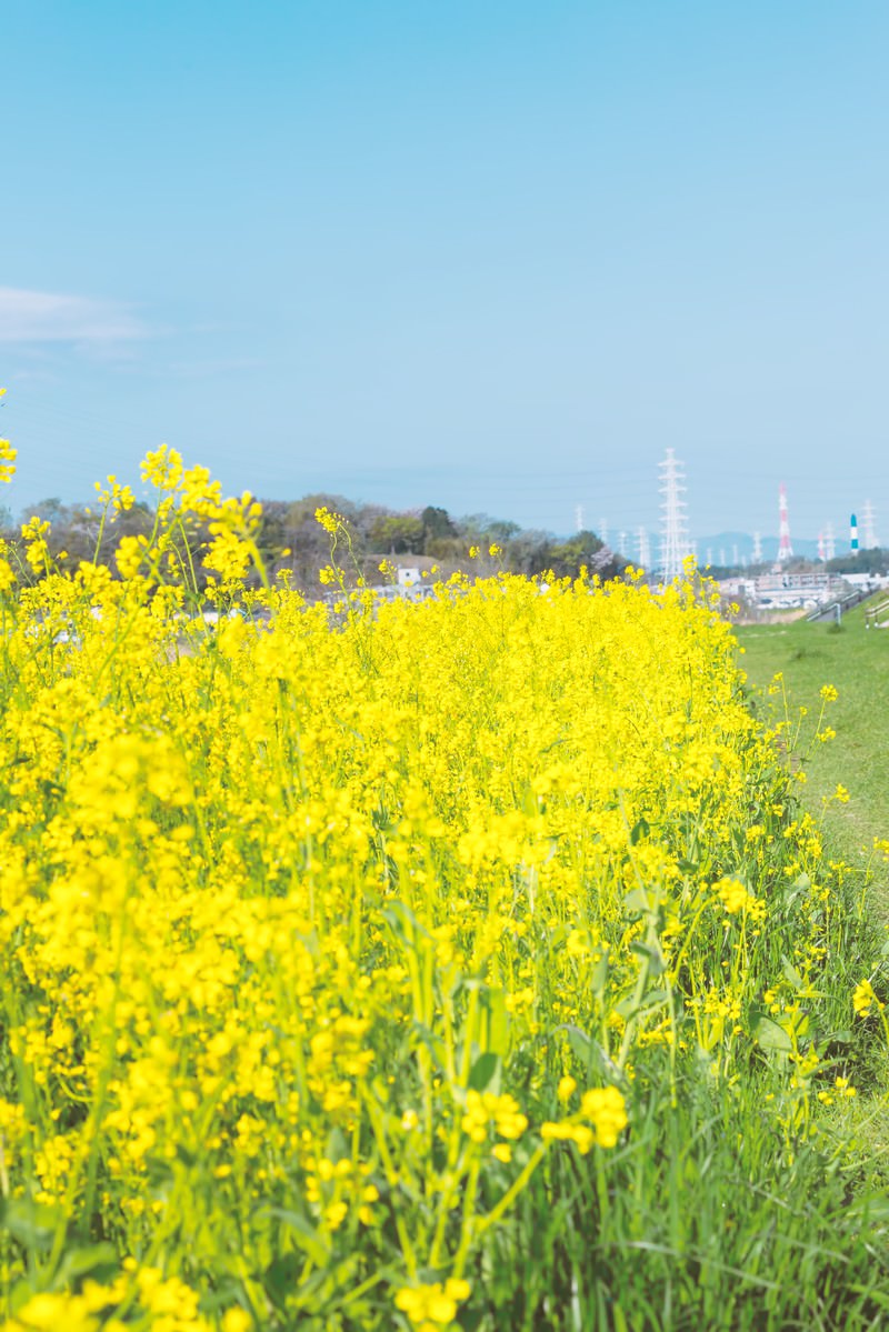 河川沿いに黄色い菜の花畑が広がり奥に建物と青空が見える