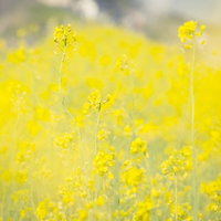 浅いぼかしで撮影した菜の花畑の写真