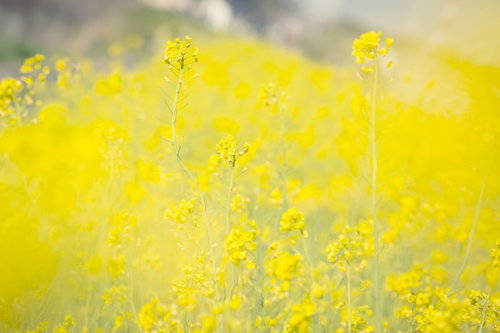 浅いぼかしで撮影した菜の花畑
